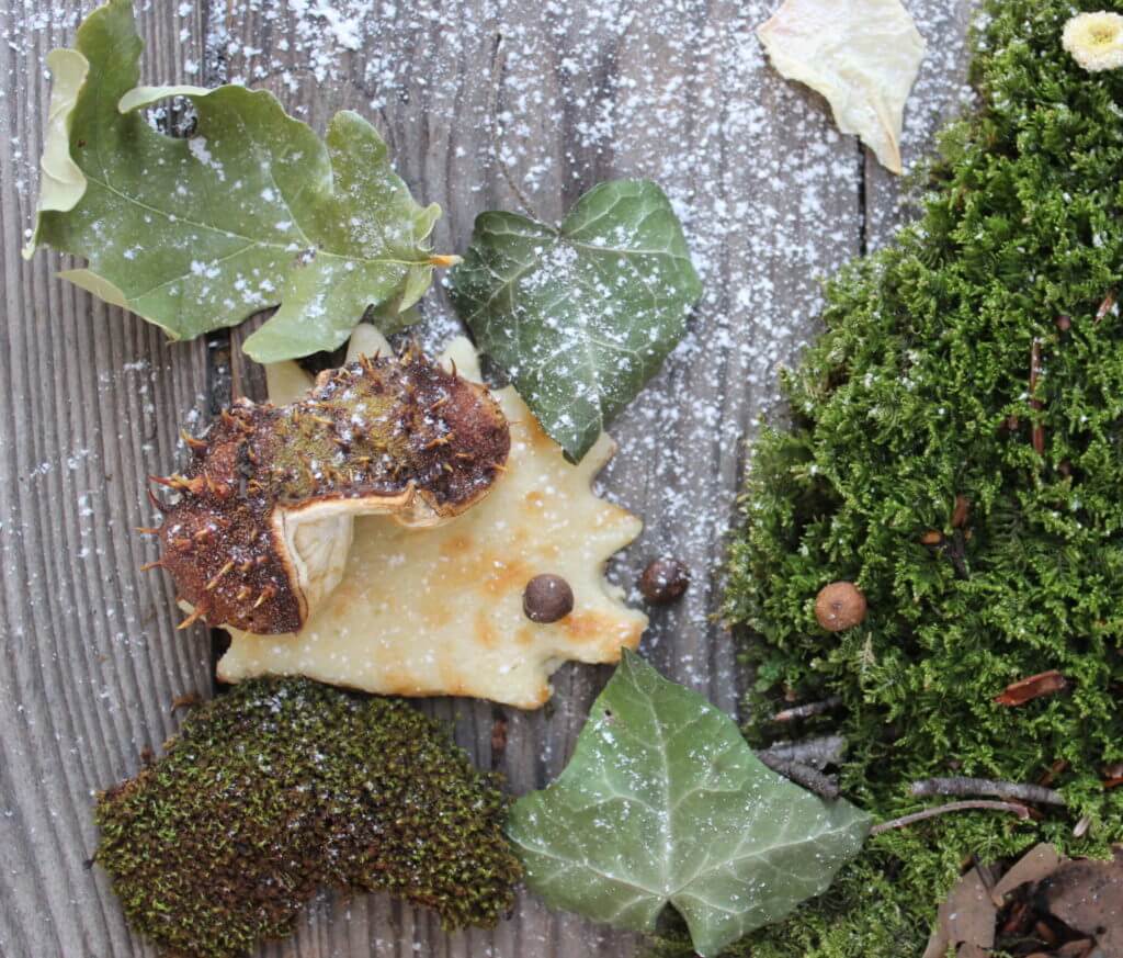Small hedgehogs | Holle